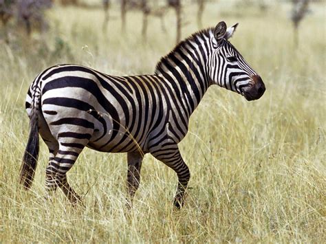 Image result for Zebra Gamer Kevin