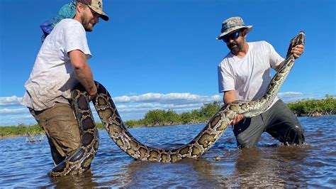Image result for Alligator Dragging Python