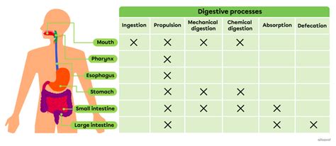 Image result for 6 Digestive Processes