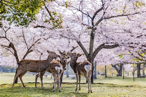 Image result for Nara Japan Deer Map