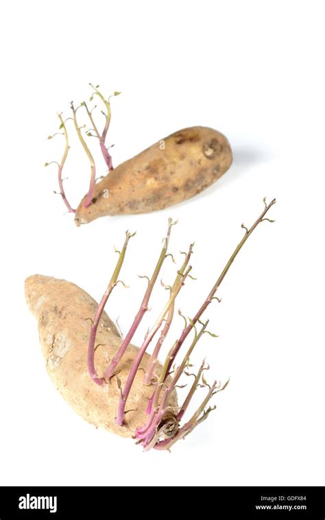 Image result for How to Sprout a Sweet Potato