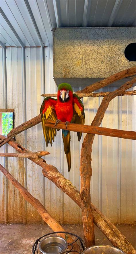 Parrot On Tree Branch に対する画像結果