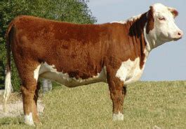 Image result for Cow Hereford Cattle