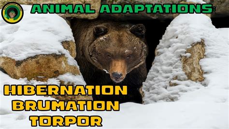 What is Hibernation? || Animal Adaptations || Animal Facts - YouTube