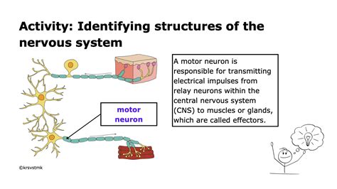 Image result for Human Nervous System Made Easy
