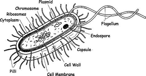 Image result for Basic Structure of Bacteria