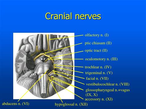 Cranial Nerves II に対する画像結果