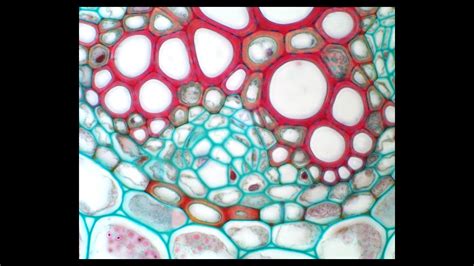 Ranunculus Root に対する画像結果