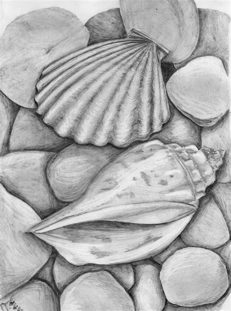 Shell Drawing Realistic に対する画像結果