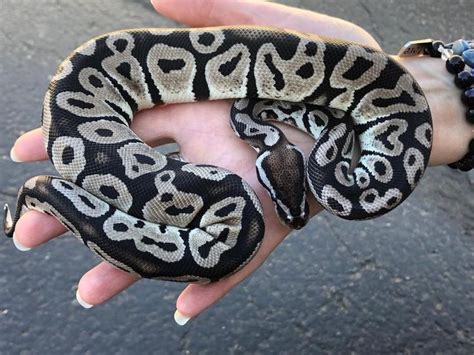 Image result for Super Pastel Axanthic Ball Python