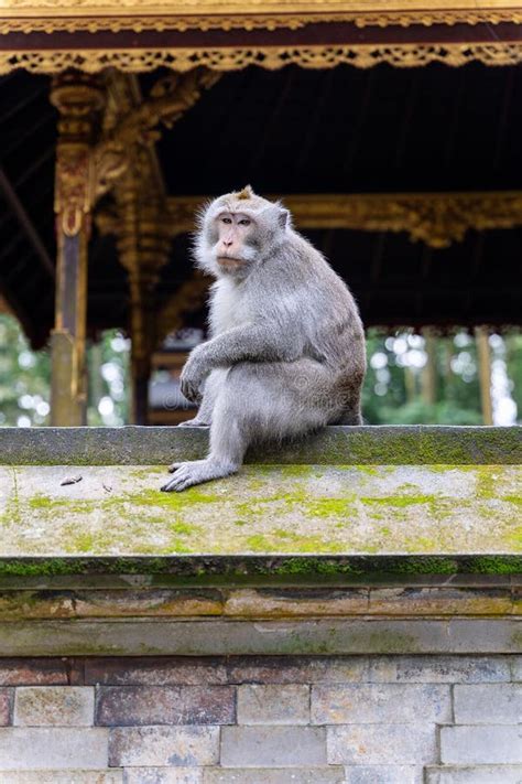 Toradh íomhá ar Jungle Village Monkeys