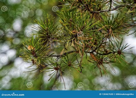 Bildergebnis für Naaldboom Types