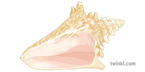 Conch Shell Drawing Lotf に対する画像結果