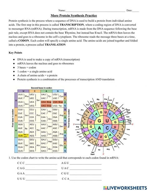 Protein Synthesis Practice Problems に対する画像結果