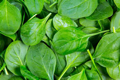 Image result for Spinach Leaves Images without Colour