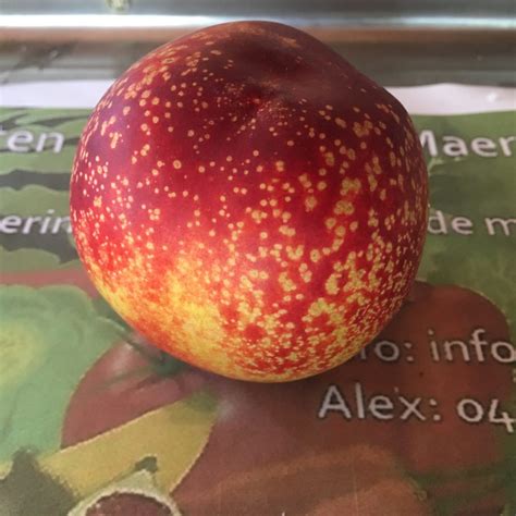 Image result for Nectarine Geel