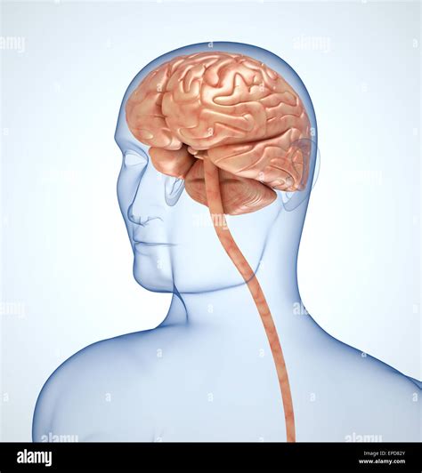 Image result for Brain Transparent Front