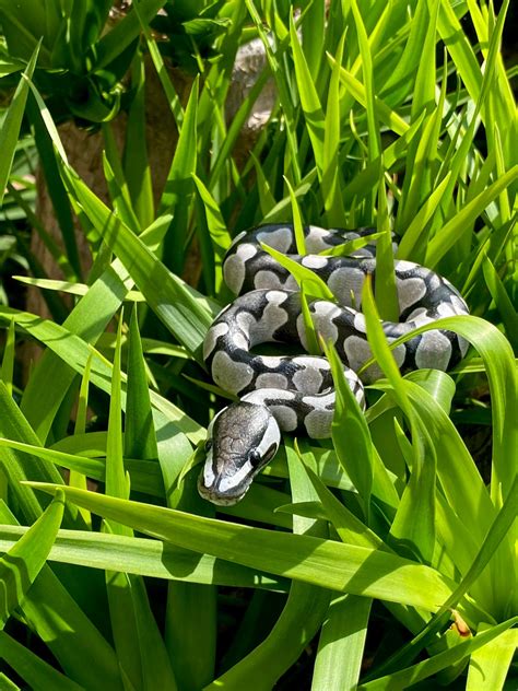 Image result for Toy Python