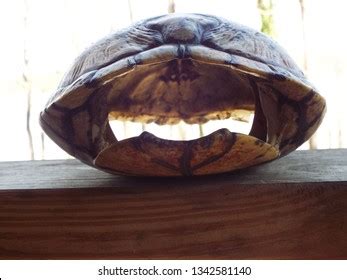Image result for Sea Turtle Empty Shell