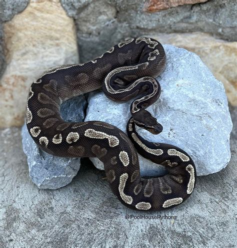 Toradh íomhá ar Mojave Crystal Ball Python