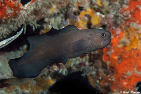 Image result for Fish Oocyte