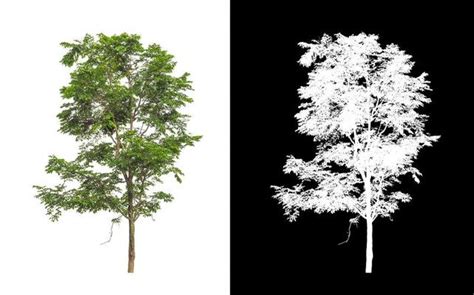 Image result for Tree Only Shape