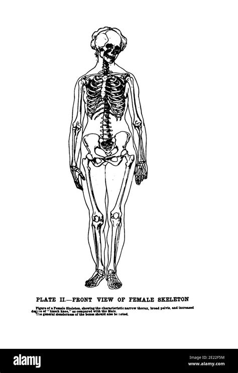 Image result for Female Skeleton for Drawing