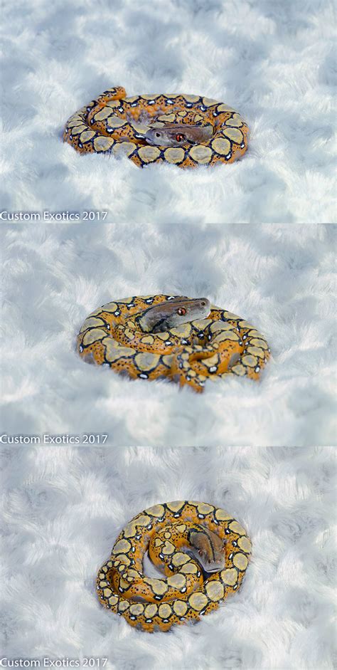 Image result for Bendable Toy Reticulated Python