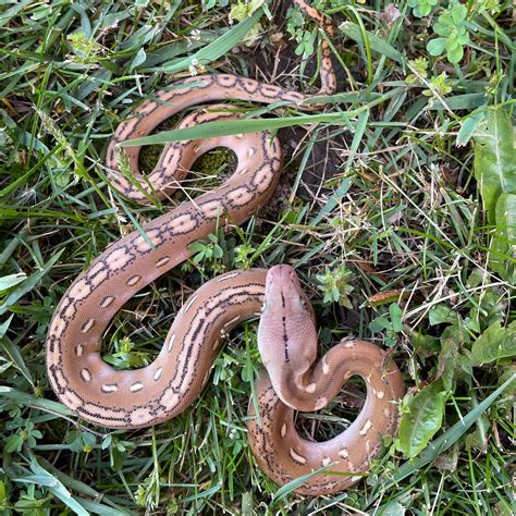 Image result for Dwarf Reticulated Python Locaties