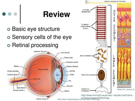 Toradh íomhá ar Primary Visual Processing
