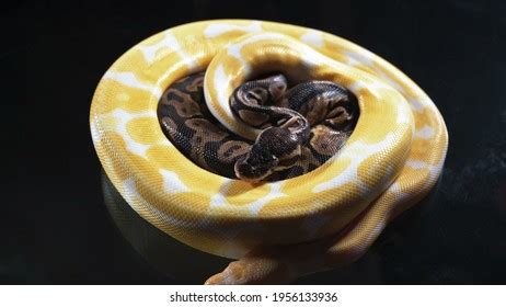 2-Headed Ball Python に対する画像結果