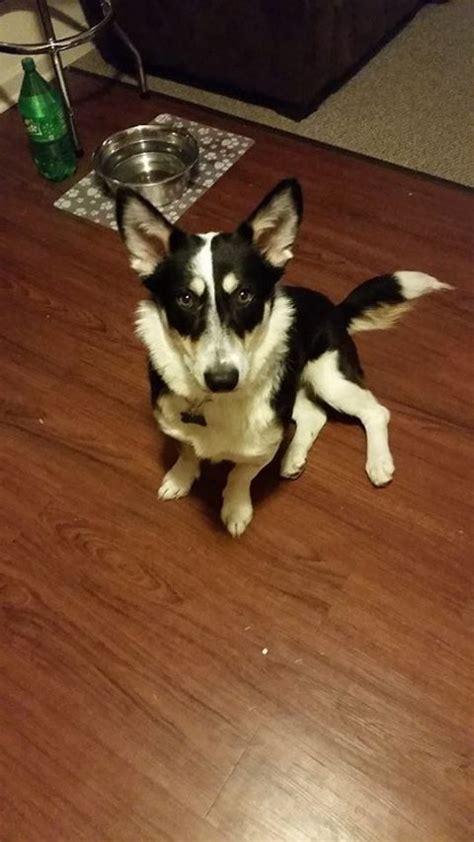 Image result for Corgi Collie