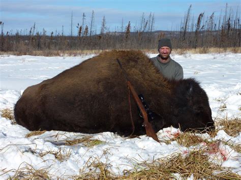 Bison Pre Hunting に対する画像結果