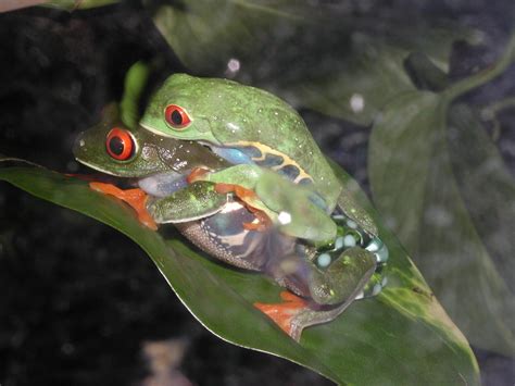Toradh íomhá ar Frog Laying Eggs