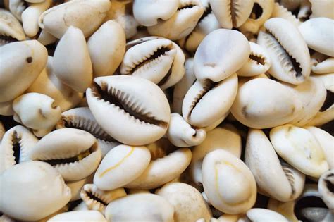 Image result for Sea Shell Animals