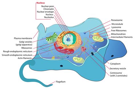 Image result for Peroxisome and Mitochondria