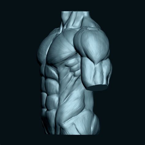 Image result for Human Torso 3D Skin Texture