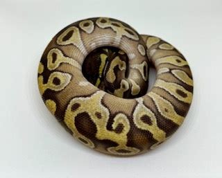 Toradh íomhá ar Lesser Monsoon Ball Python