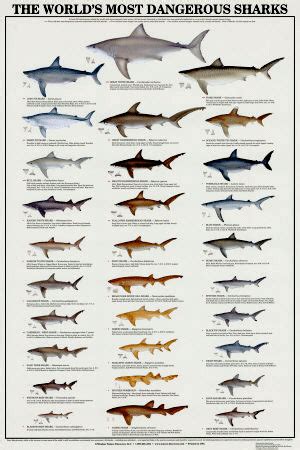 Image result for Different Types of Sharks