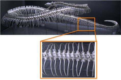 Afbeeldingsresultaten voor Python Regius Skeleton Diagram
