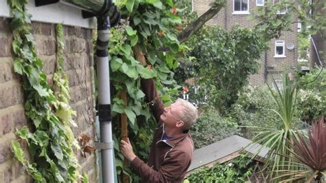 Image result for Growing Runner Beans in Containers