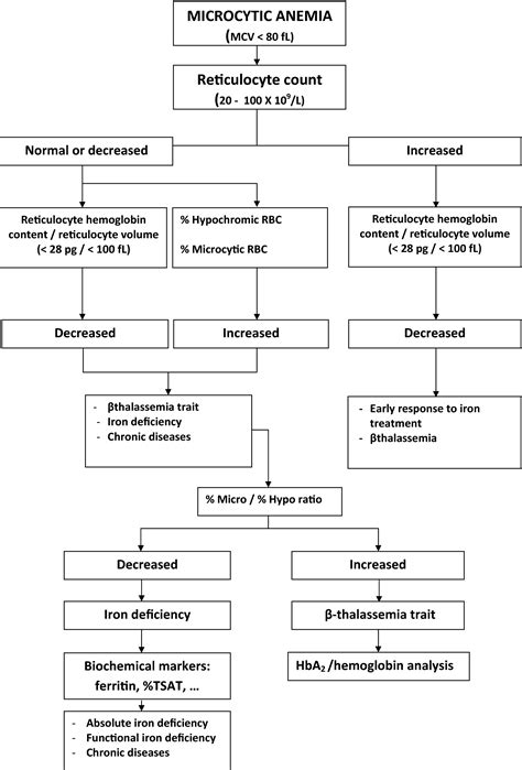 Image result for Anemia Work Up Algorithm