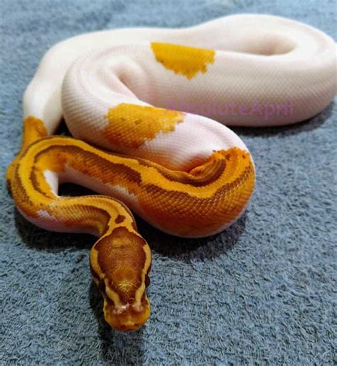 Toradh íomhá ar Ball Python Ticks