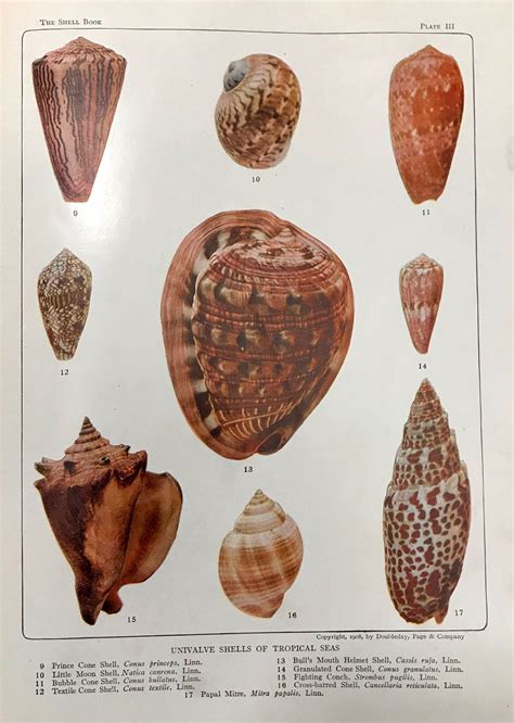 Shell Pi Book 的图像结果