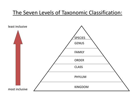 Image result for Taxonomy Levels of Classification