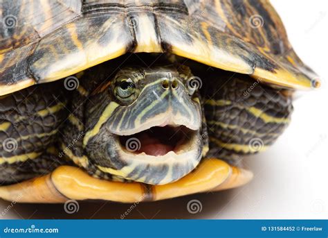 Map Turtle Shell に対する画像結果