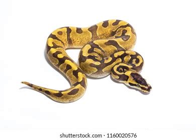 White Ball Python Background HD に対する画像結果