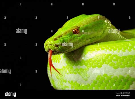 Image result for Dark Green Python Skin