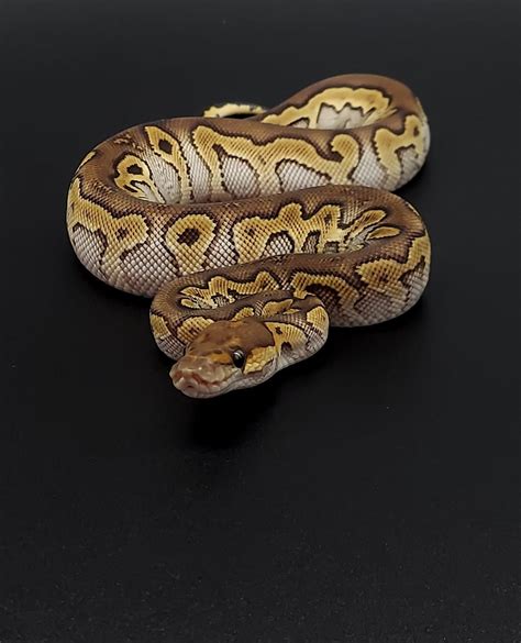 Ball Python Constrictor に対する画像結果