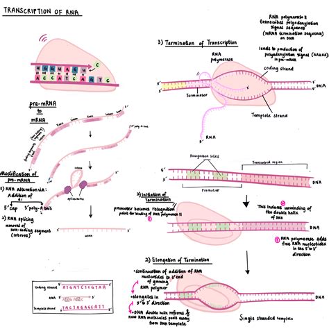 RNA Transcriptome に対する画像結果